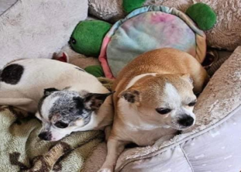 adoptable dogs in ct