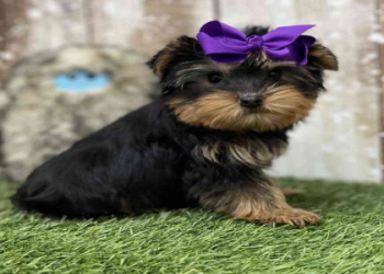 little puppies for sale near me