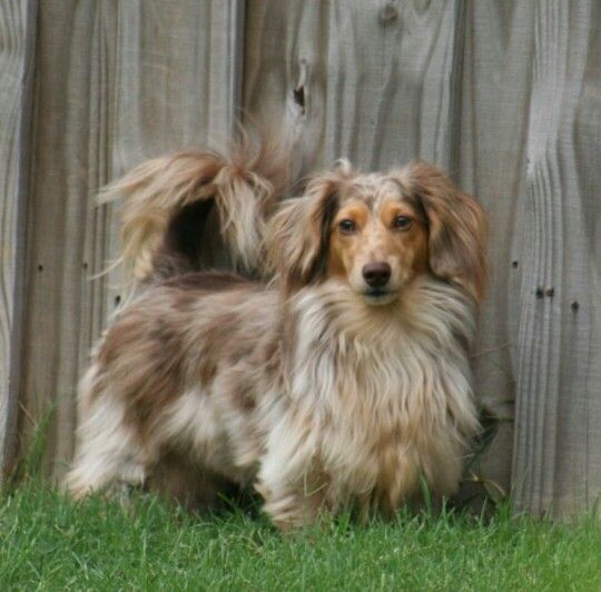 daschund fluffy