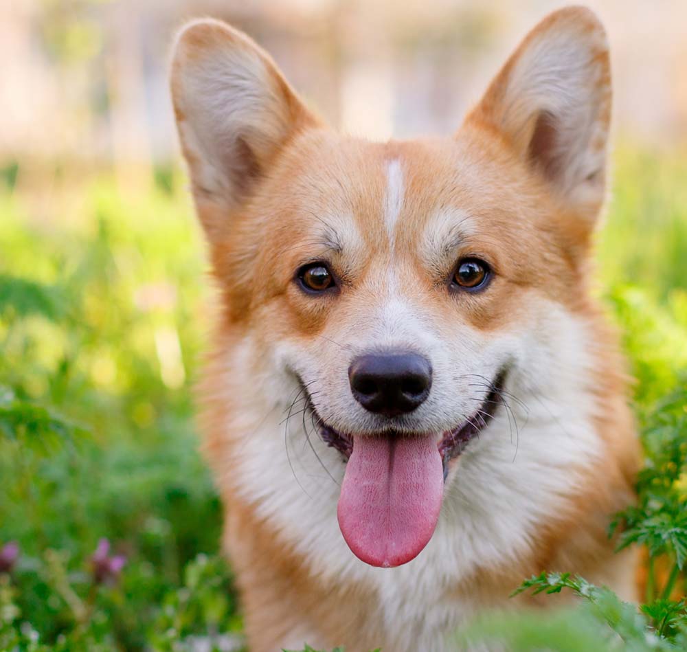 corgis for adoption az