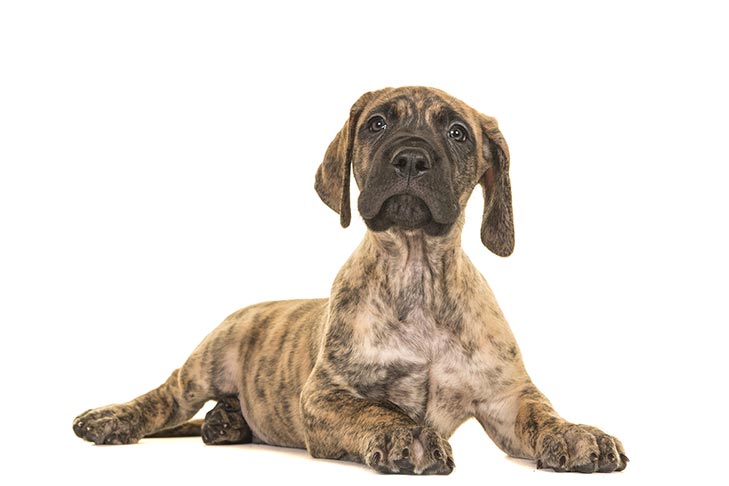 great dane puppies sc