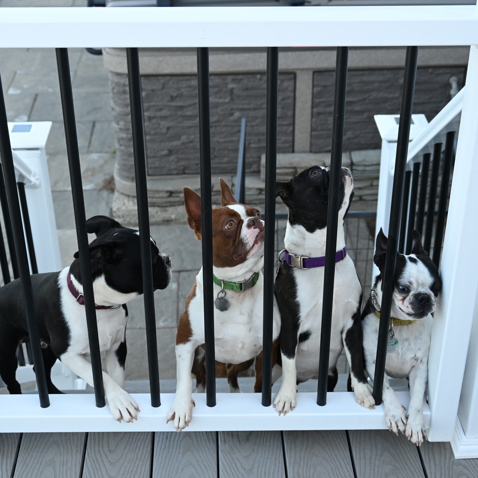 boston terrier breeders new england