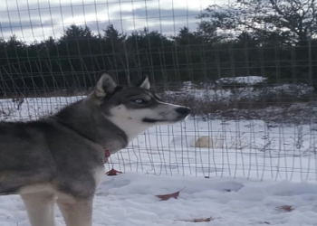husky puppies for sale in michigan
