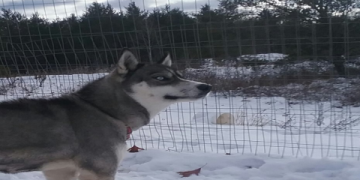husky puppies for sale in michigan
