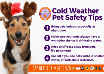 where is the nearest pet shelter