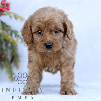 listing puppies for sale