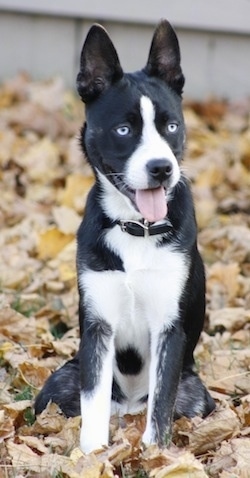 boston terrier and husky mix