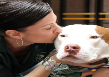 american pitbull foundation