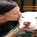 american pitbull foundation