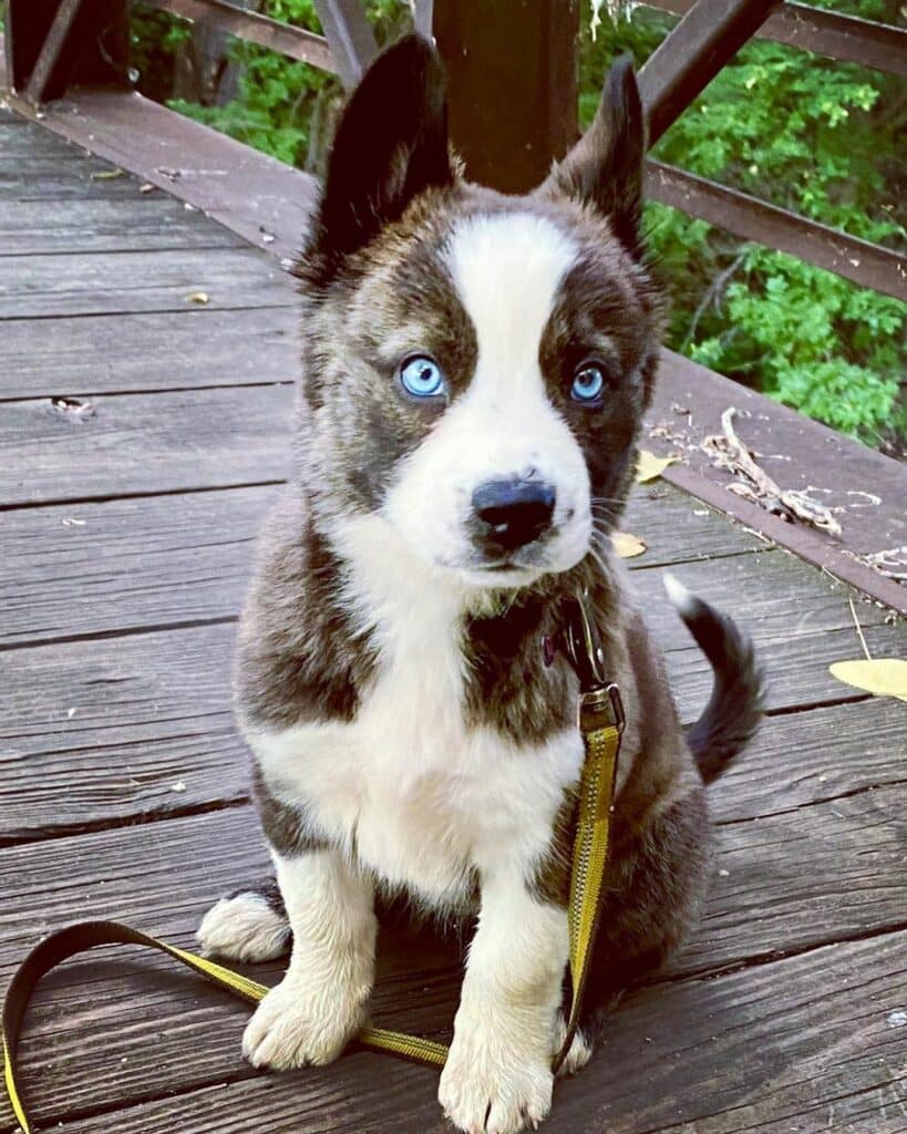 boston terrier and husky mix
