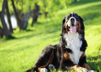 best dog for a new owner