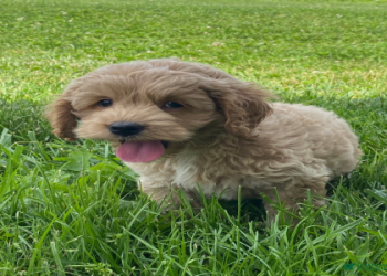 cockapoo puppies for sale indiana