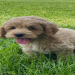 cockapoo puppies for sale indiana