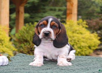 petfinder puppies for sale near me