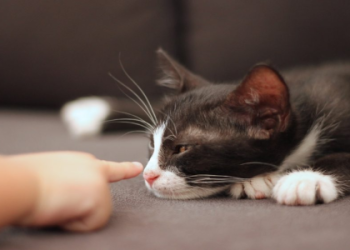 what is wrong with my cat quiz