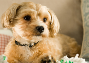 bichon frise yorkshire mix