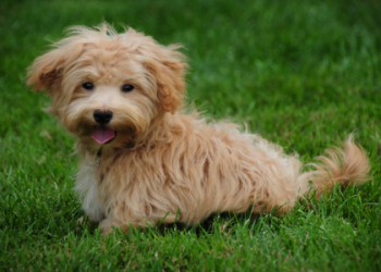 corgi maltipoo mix