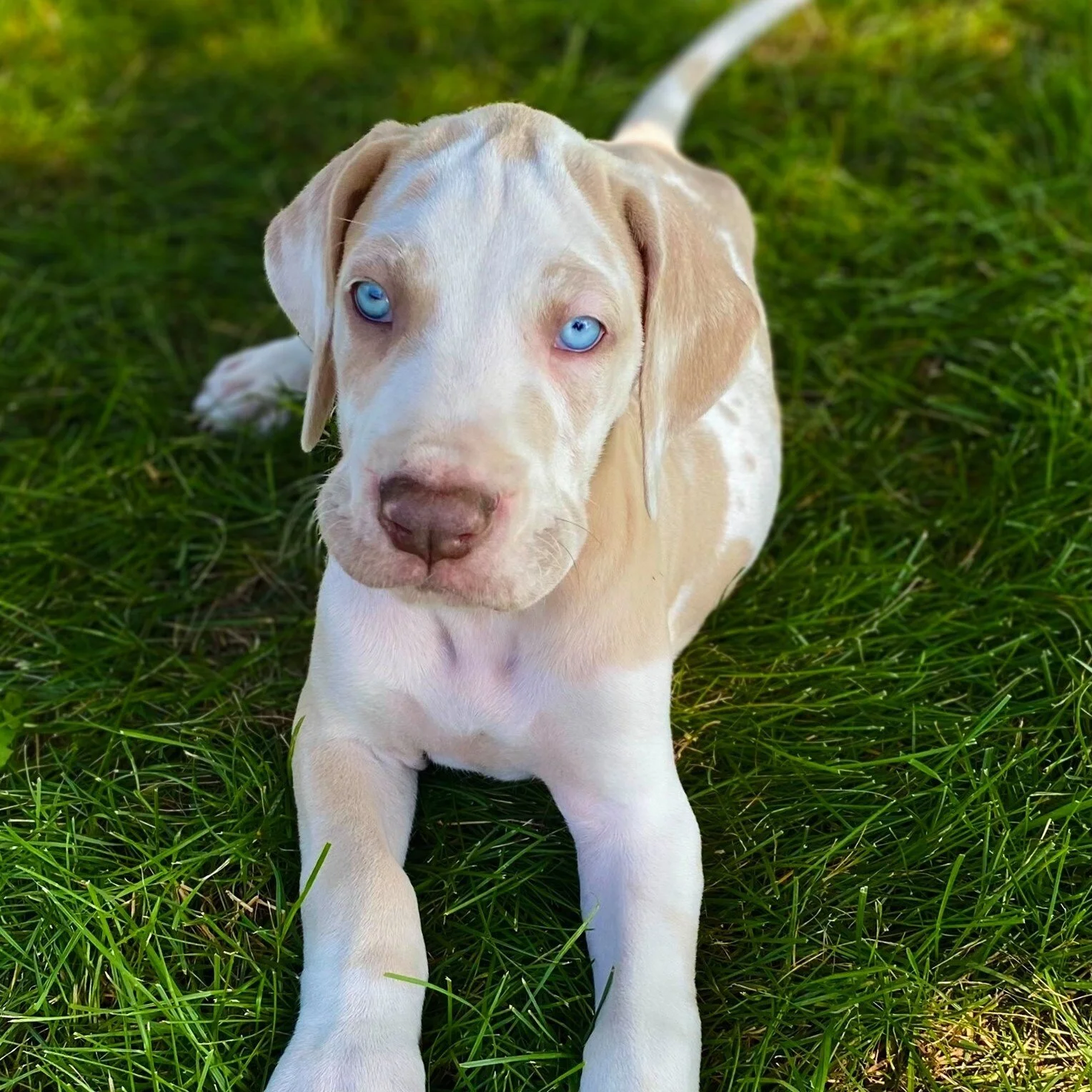 great dane breeders michigan
