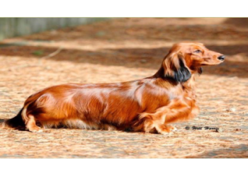 daschund fluffy