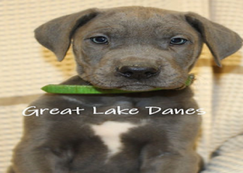 great dane breeders michigan