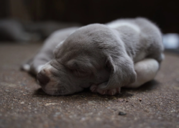 great dane puppies sc
